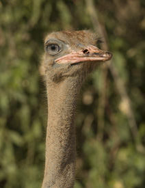 birs